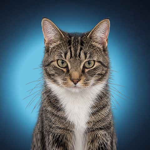 Nacho, the NachoCat LLC mascot